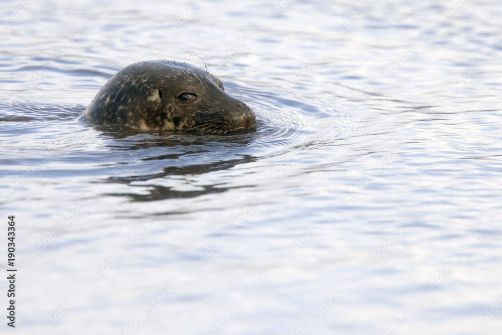 Fototapeta premium Common Seal, or Harbour Seal (Phoca vitulina), head surfaced in the sea off Shetland, Scotland, UK.