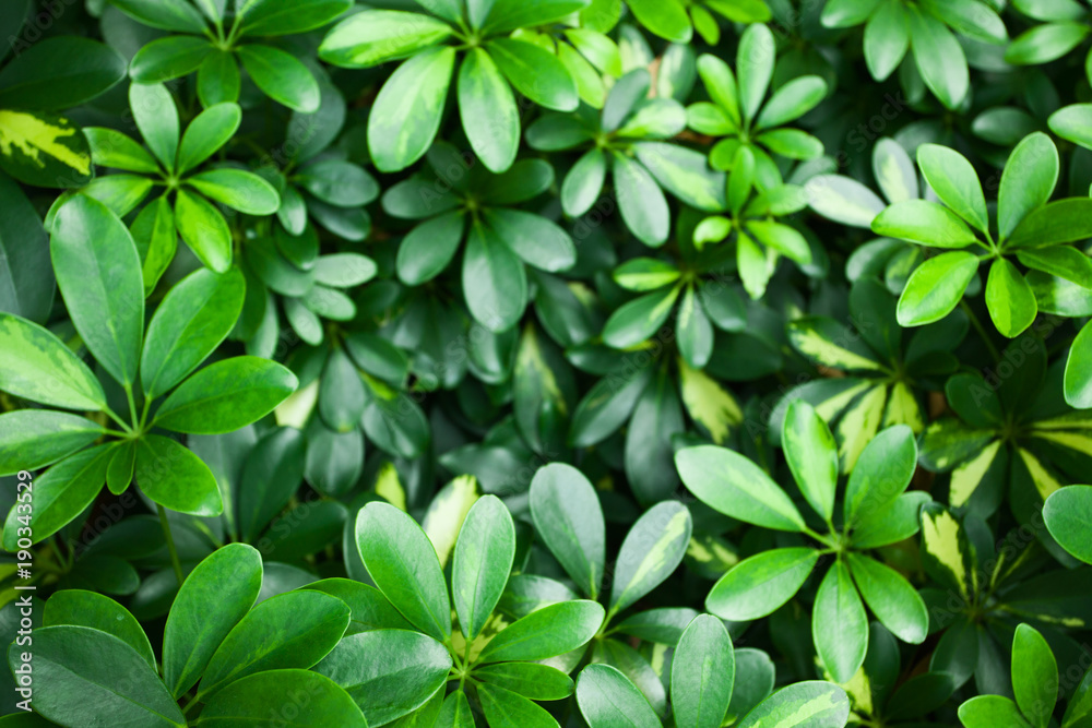 Tropical rain-forest: tropical plant colony; natural pattern; 