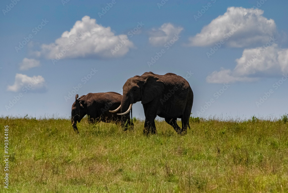 Elephant in Masai Mara Kenya Africa