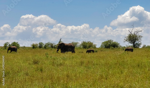 Elephant in Masai Mara Kenya Africa © Tomasz