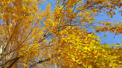 Branch of autumn birch tree with bright yellow leaves