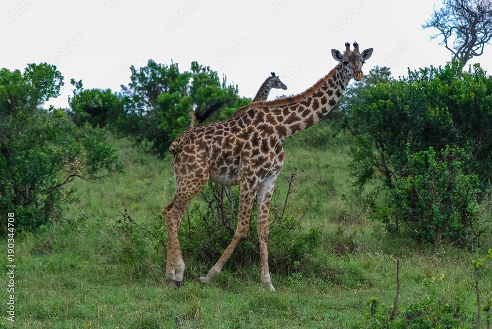 Giraffe Masai Mara National Park Kenya Giraffe Masai Mara National Park Kenya