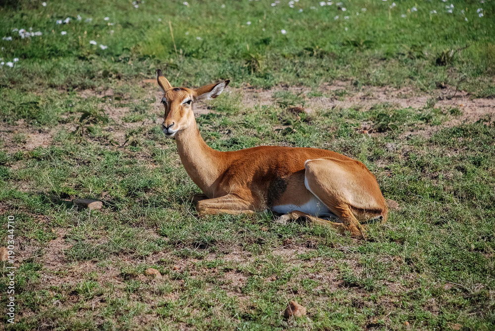 Impala gazelle Masai Mara Kenya Africa