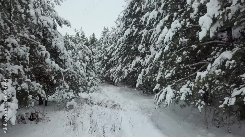Beautiful winter forest, in the snow coniferous trees, flies between the trees Beautiful winter forest, in the snow coniferous trees, flies between the trees