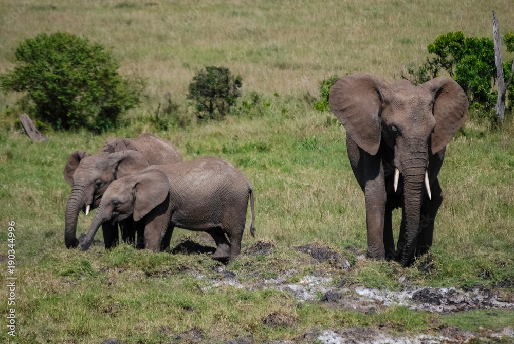Fototapeta premium Elephant in Masai Mara Kenya