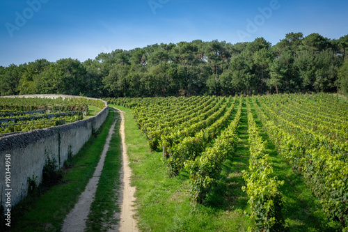 Photos Vignoble Anjou