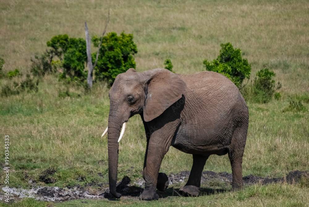 Obraz premium Elephant in Masai Mara Kenya Africa