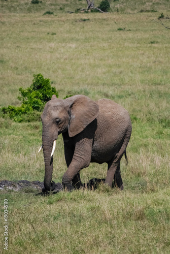 Elephant in Masai Mara Kenya Africa