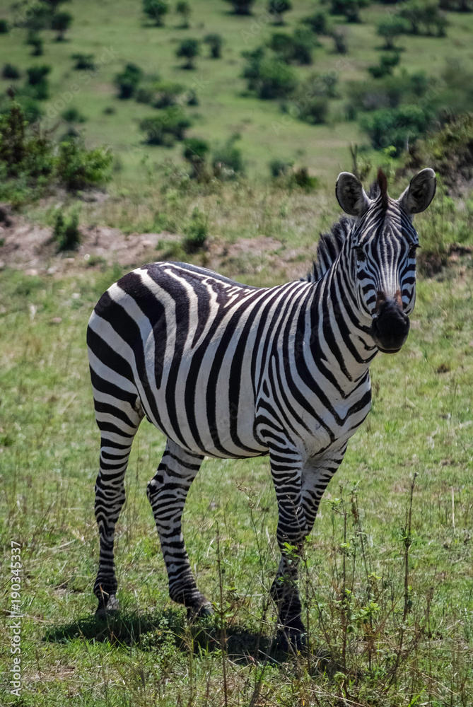 Naklejka premium Zebra Masai Mara Kenya Africa