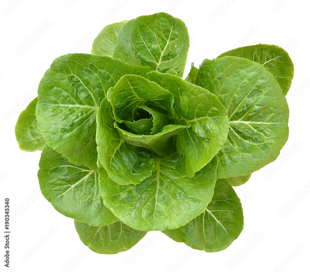 Fototapeta premium salad plant on white background