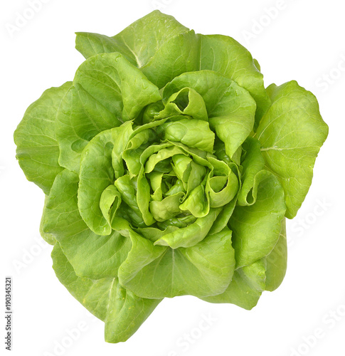 Quadro em tela salad plant on white background