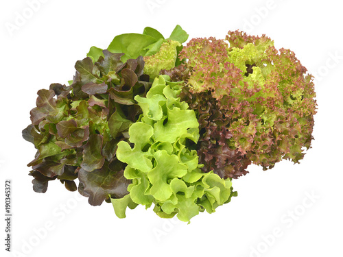 salad plant on white background