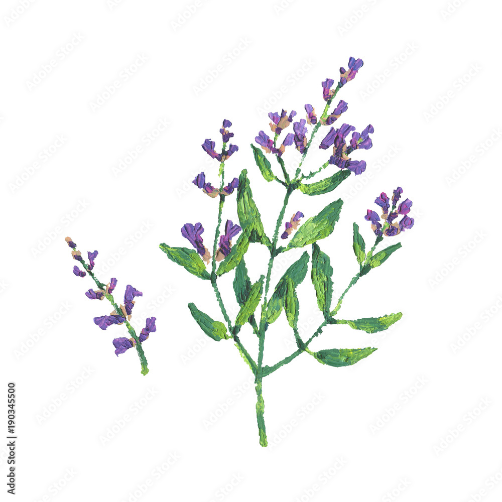 Sage illustration. Oil hand drawn flowering sage. Sage illustration. Oil hand drawn flowering sage.