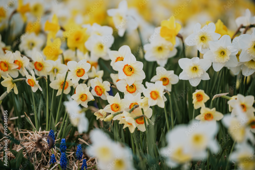 Different kind of white and yellow daffodil flowers blooming in spring park Different kind of white and yellow daffodil flowers blooming in spring park