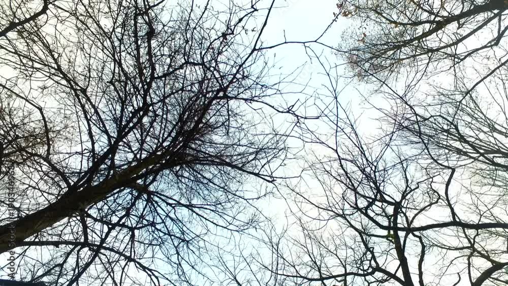 Observing bold tree crowns and tree branches against deep blue sky. Observing bold tree crowns and tree branches against deep blue sky.