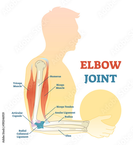 Elbow joint vector illustrated diagram, medical scheme. 