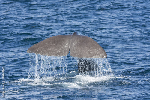tail of a whale while diving at Andenes at the Lofoten Islands in Norway