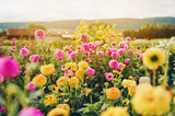 Beautiful field with pink and yelllow dahlia flowers, autumn garden filled with sun light