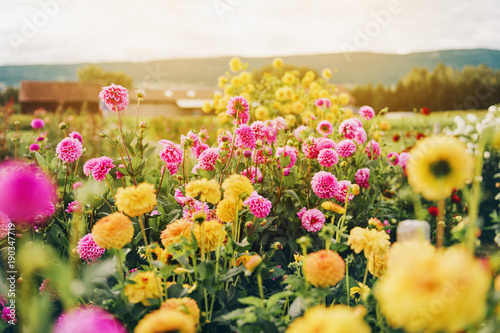 Fototapeta Naklejka Na Ścianę i Meble -  Beautiful field with pink and yelllow dahlia flowers, autumn garden filled with sun light