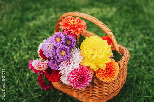 Fototapeta Naklejka Na Ścianę i Meble -  Basket full of colorful autumn flowers on green background