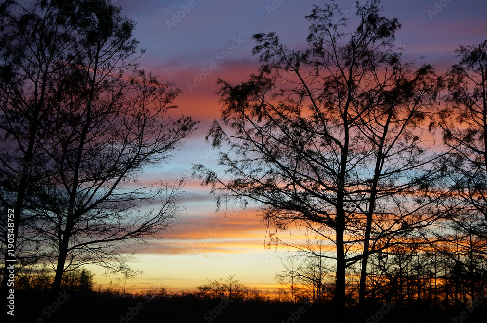Fototapeta premium sunset in the swamps 