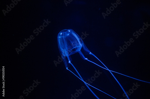 Close up image of a box jellyfish in an aquarium under blue lights photo