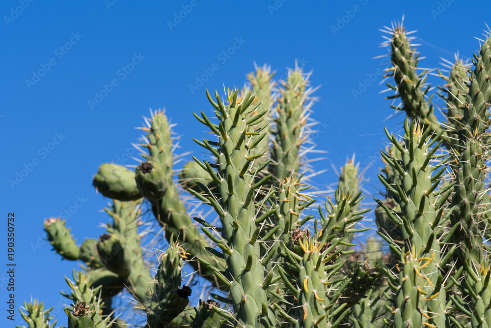 Cactus on a blue sky. Cactus on a blue sky.
