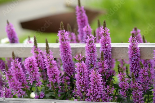 flowering purple loosestrife plant (Lythrum Salicaria) photo