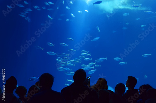 Herring in a swarm in a marine aquarium in blue optics with visitors © DatenschutzStockfoto