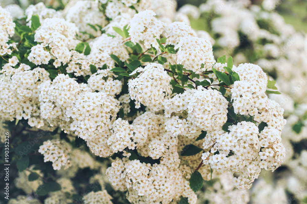 Beautiful flowering branch bush spirea with green leaves and white flowers outdoors in spring macro. Floral background. Beautiful flowering branch bush spirea with green leaves and white flowers outdoors in spring macro. Floral background.