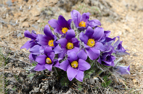 flower is also called urgulka. It grows wild and its flowering is one of the first signs of spring. Russia, Siberia photo