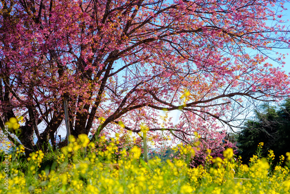 Cherry blossom in Khun Wang ChiangMai, Thailand. Cherry blossom in Khun Wang ChiangMai, Thailand.
