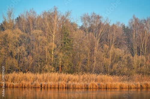 Winter morning landscape. Plants and trees by the lake.