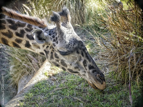 Canvas Print zoo