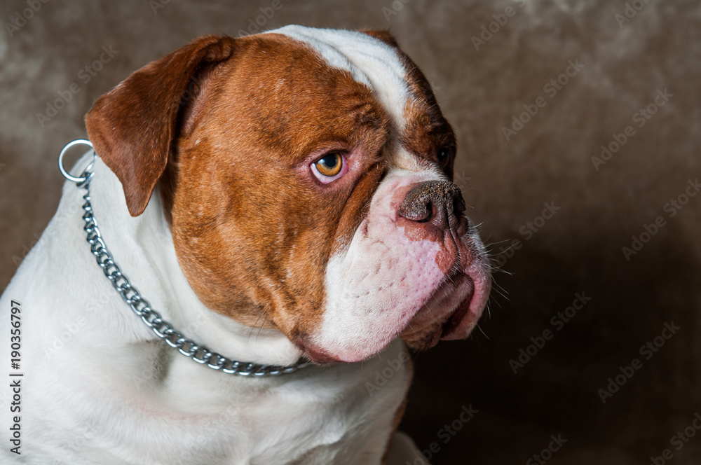 Red American Bulldog profile portrait