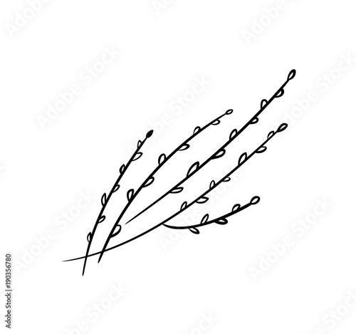 Pussy willow illustration. Branches with buds.