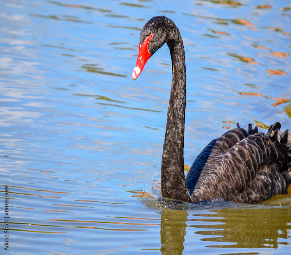 Obraz premium Swan