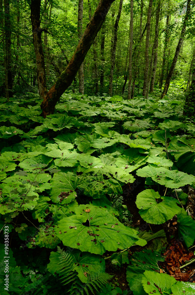 Fototapeta premium Burdock forest