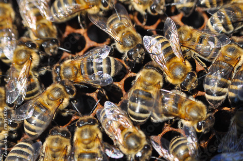 Honey Bee on honeycomb. Close-up of bees on honeycomb in apiary in the summer.