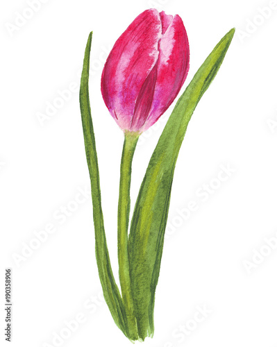 Fototapeta Naklejka Na Ścianę i Meble -  Single watercolor tulip on white background