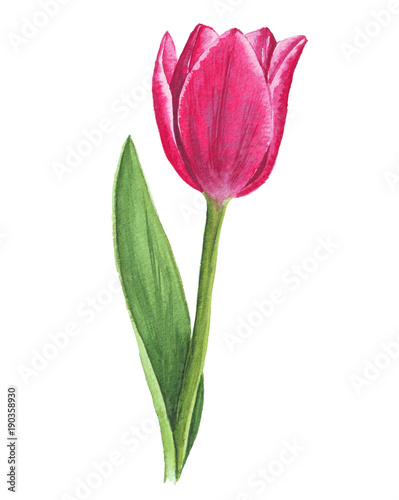 Fototapeta Naklejka Na Ścianę i Meble -  Single watercolor tulip on white background