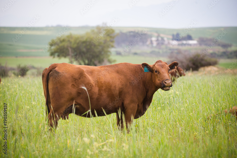 Close up image of a cow / cattle in a green meadow Close up image of a cow / cattle in a green meadow