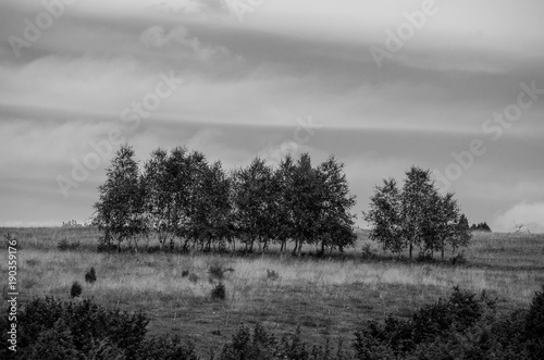 Trees in the row © Marek