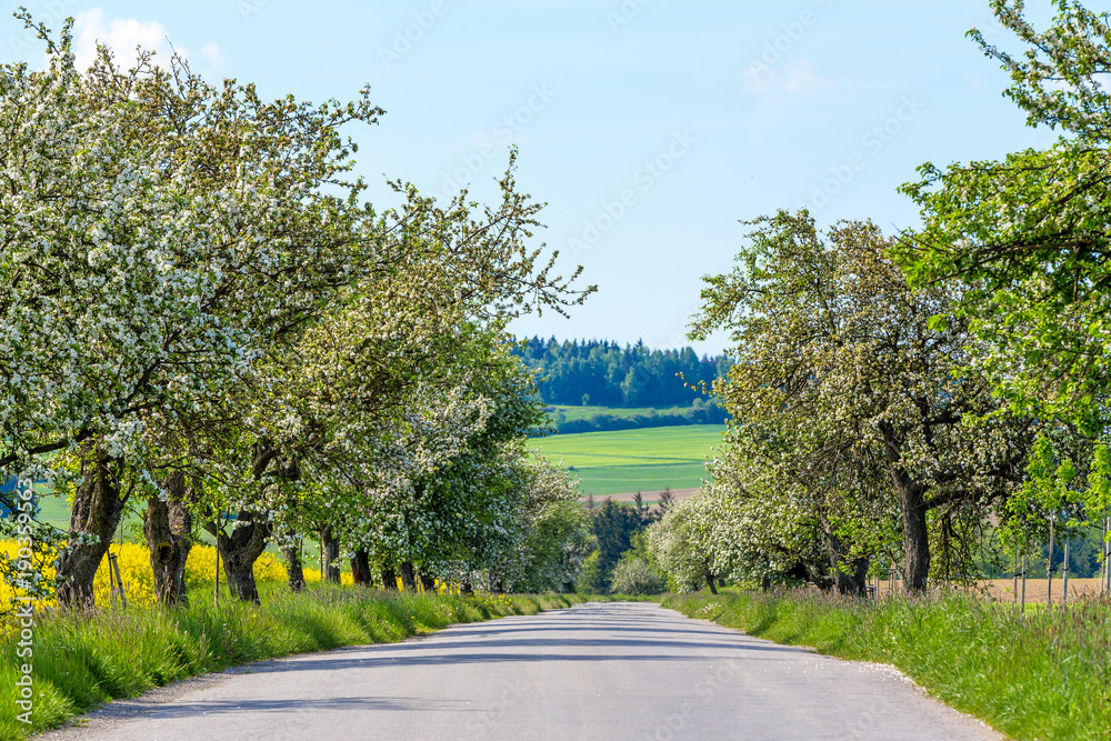 Road with tree in bloom