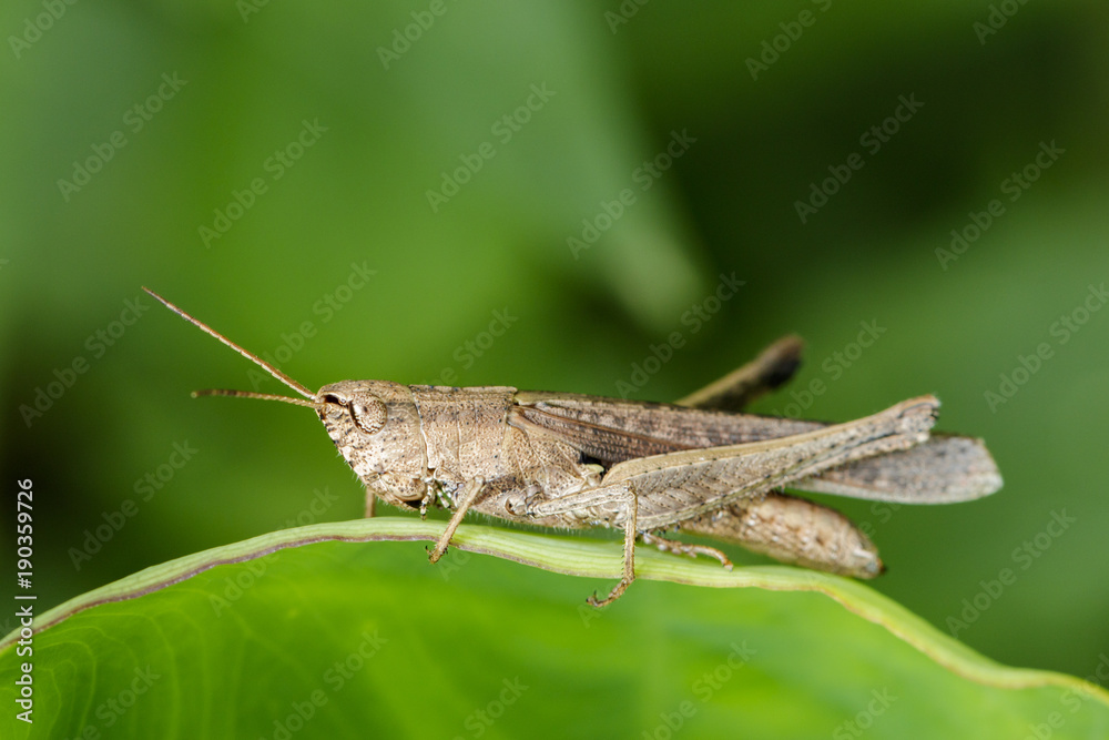 Image of brown grasshopper on green leaves. Insect Animal. Locust (Caelifera., Acrididae) Image of brown grasshopper on green leaves. Insect Animal. Locust (Caelifera., Acrididae)