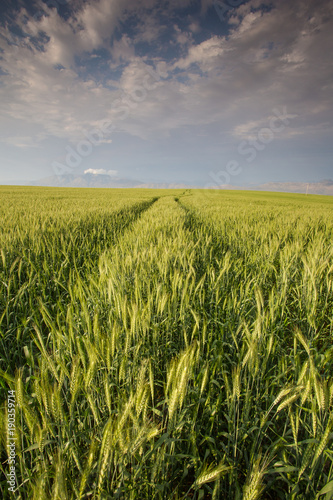 Wide angle landscape image of a bright green wheat field in the Swartland area in the western cape of south africa