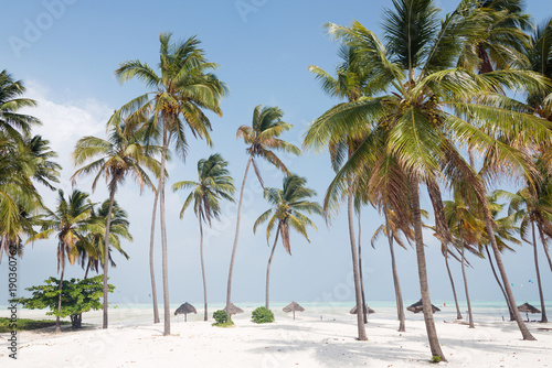 White sand beach with palm trees  Zanzibar  Tanzania