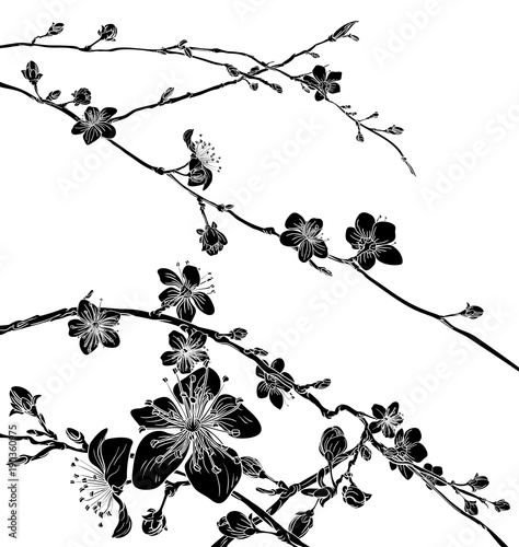 Fototapeta Naklejka Na Ścianę i Meble -  Cherry Blossom Flowers Background Pattern