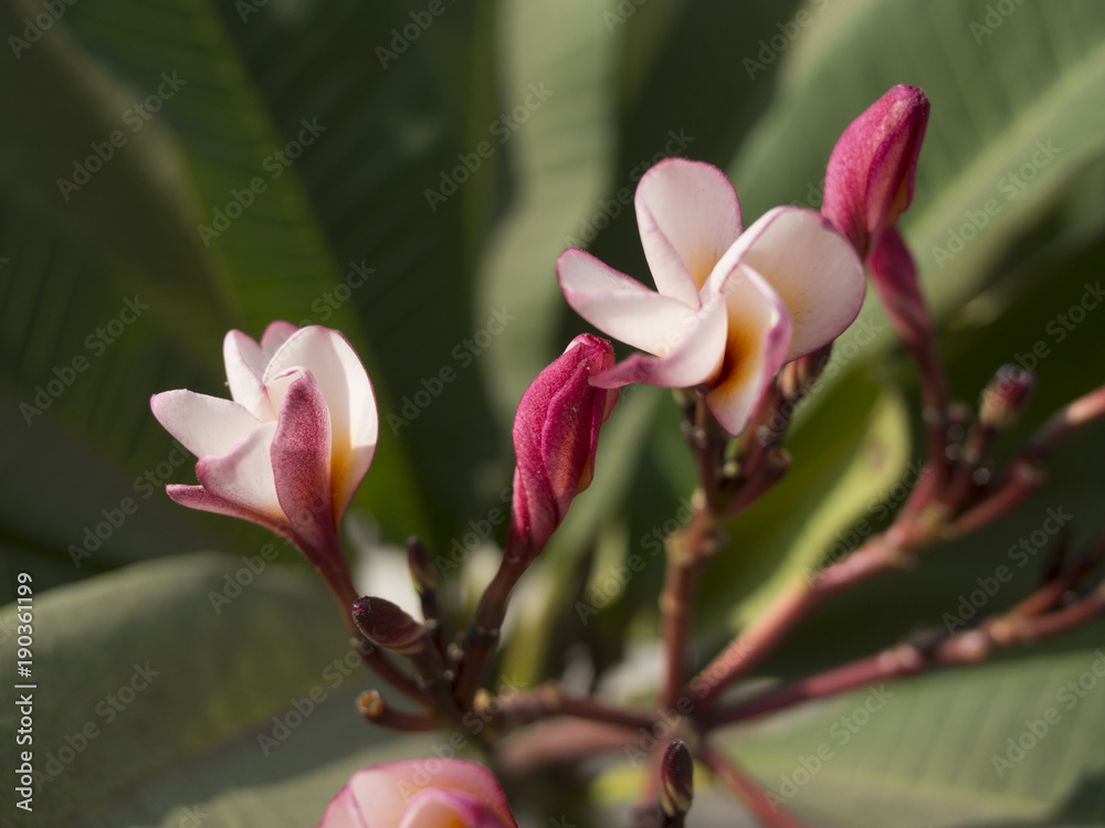 Opening blossom of Plumeria flower Opening blossom of Plumeria flower