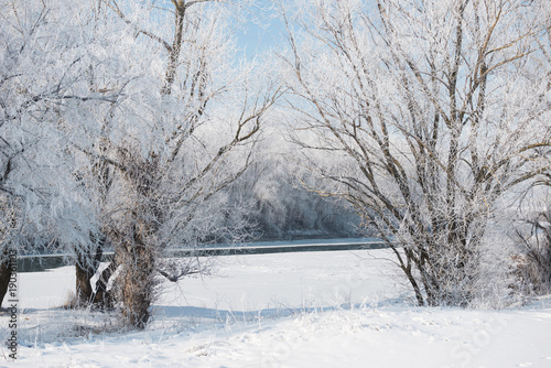 bright winter forest and river with snow, beautiful wild landscape with trees and glade © soleg